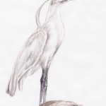 Kappenreiher (Pilherodius pileatus)