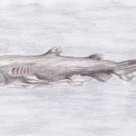 Koboldhai (Mitsukurina owstoni)