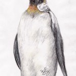 Königspinguin (Aptenodytes patagonicus)