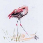 Kuba-Flamingo (Phoenicopterus ruber)