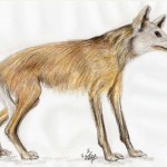 Mähnenwolf (Chrysocyon brachyurus)