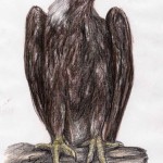 Östlicher Kaiseradler (Aquila heliaca)