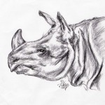 Panzernashorn (Rhinoceros unicornis)