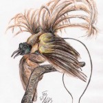 Roter Paradiesvogel (Paradisaea rubra)