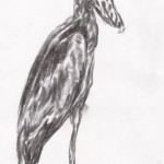 Schuhschnabel (Balaeniceps rex)