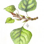 Schwarz-Pappel (Populus nigra)