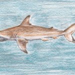 Schwarzspitzen-Riffhai (Carcharhinus melanopterus)