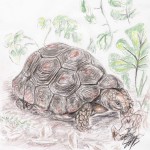 Waldschildkröte (Chelonoidis denticulata)