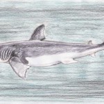 Weißer Hai (Carcharodon carcharias)