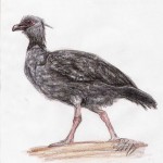 Weißwangen-Wehrvogel (Chauna chavaria)