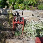 Haushund 'Flash' (Canis lupus familiaris)