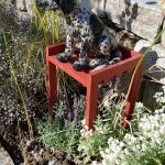 Haushund 'Flash' (Canis lupus familiaris)