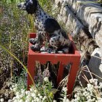 Haushund 'Flash' (Canis lupus familiaris)