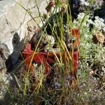 Haushund 'Flash' (Canis lupus familiaris)