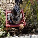 Haushund 'Flash' (Canis lupus familiaris)