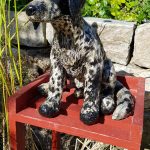 Haushund 'Flash' (Canis lupus familiaris)