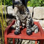 Haushund 'Flash' (Canis lupus familiaris)