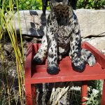 Haushund 'Flash' (Canis lupus familiaris)