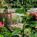 Haushund 'Flash' (Canis lupus familiaris)