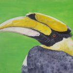Doppelhornvogel (Buceros bicornis)