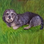 Haushund 'Benny' (Canis lupus familiaris)