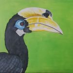 Orienthornvogel (Anthracoceros albirostris)