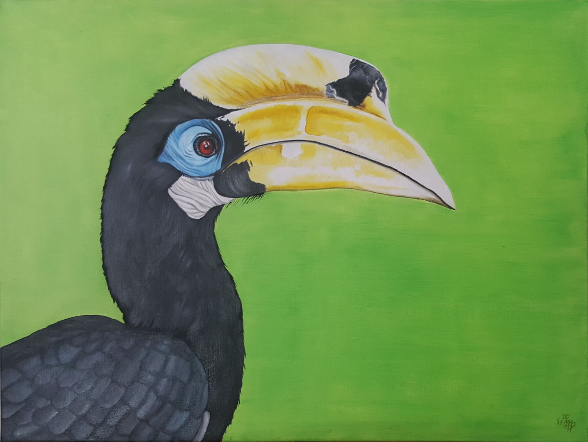 Orienthornvogel (Anthracoceros albirostris)