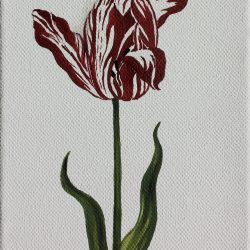 Tulpe 'Semper Augustus' (Tulipa species)