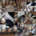 Hundebettenüberzüge