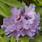 Alpenrose (Rhododendron species)