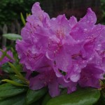 Alpenrose (Rhododendron species)