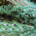 Blauer Pfau (Pavo cristatus)