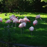 Chile-Flamingo (Phoenicopterus chilensis)