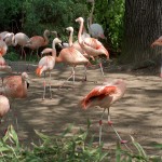 Flamingo (Phoenicopterus species)
