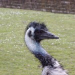 Großer Emu (Dromaius novaehollandiae)