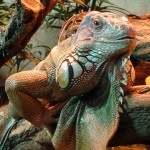 Gruener Leguan (Iguana iguana)