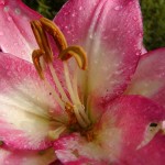 Lilie (Lilium species)