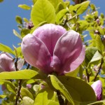 Magnolie (Magnolia species)