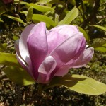 Magnolie (Magnolia species)