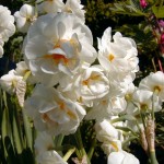 Narzisse 'Bridal Crown' (Narcissus species)