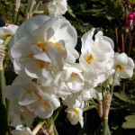 Narzisse 'Bridal Crown' (Narcissus species)