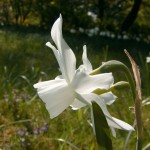 Narzisse (Narcissus species)