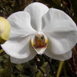 Orchidee (Phalaenopsis PREMIUM XL)