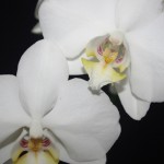 Orchidee (Phalaenopsis species)
