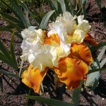 Schwertlilie (Iris species)