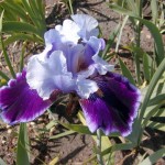 Schwertlilie (Iris species)