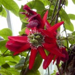 Traubige Passionsblume (Passiflora racemosa)