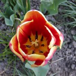 Tulpe (Tulipa species)