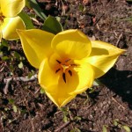 Tulpe (Tulipa species)