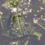 Wasserfrosch (Pelophylax species)